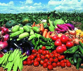 福永、沙井及深圳地區(qū)的農(nóng)產(chǎn)品與綠植服務(wù)概覽 蔬菜配送、批發(fā)與苗木供應(yīng)